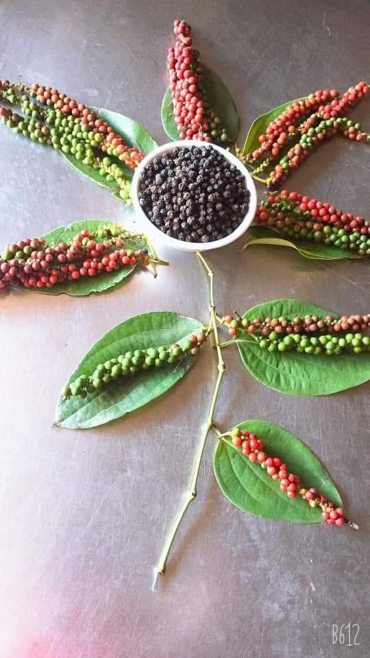 BLACK PEPPER MARKET TREND" WHY THE MARKET OF BLACK PEPPER SUDDENTLY UP