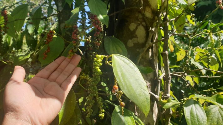 black pepper vn