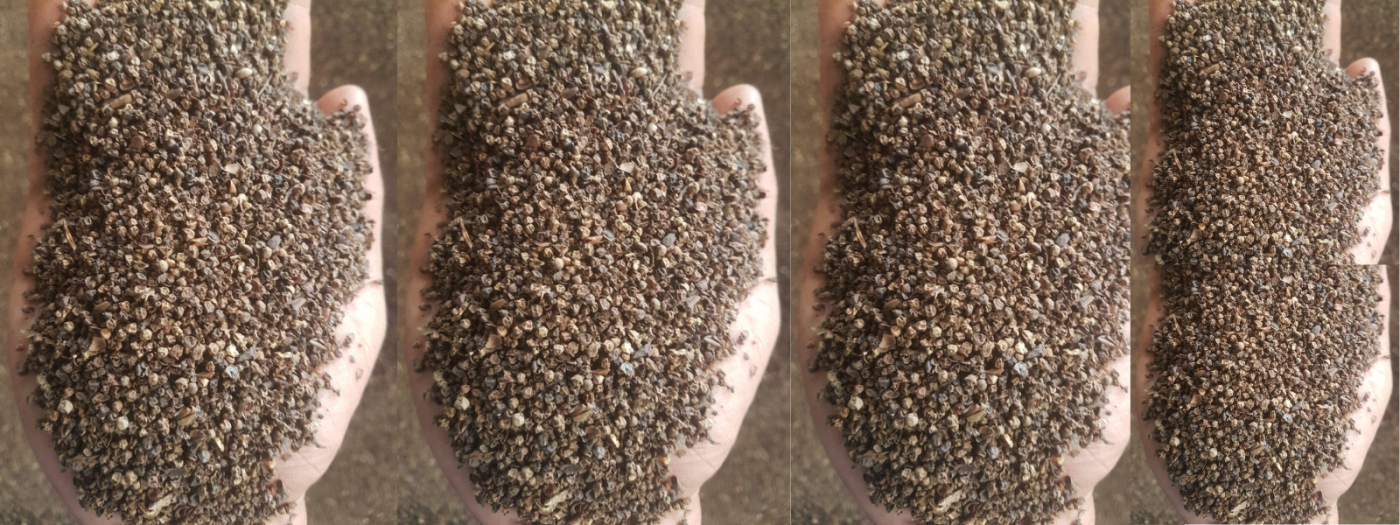 pinhead 2mm black pepper
