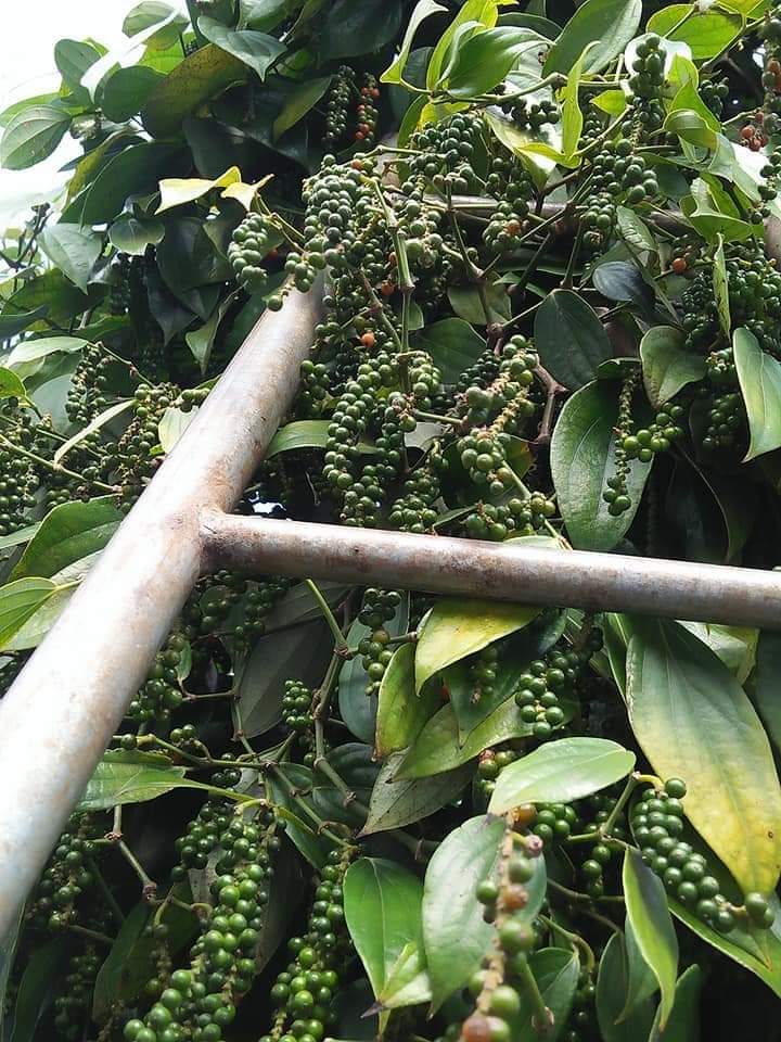 Brief report of black pepper in 2022 and forecast for black pepper 2023