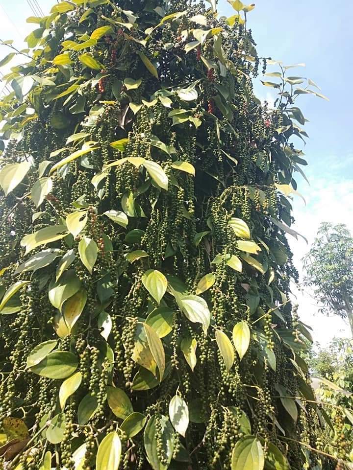 Brief report of black pepper in 2022 and forecast for black pepper 2023